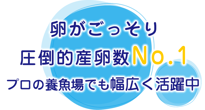 卵がごっそり　圧倒的産卵数No.1　プロの養魚場でも幅広く活躍中