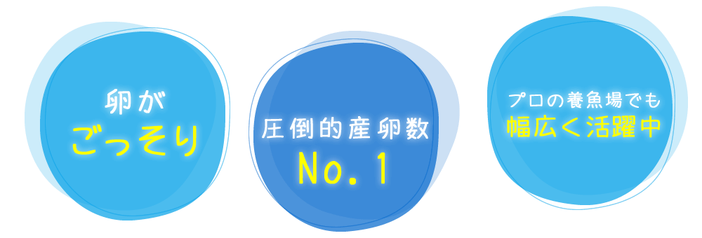 卵がごっそり　圧倒的産卵数No.1　プロの養魚場でも幅広く活躍中