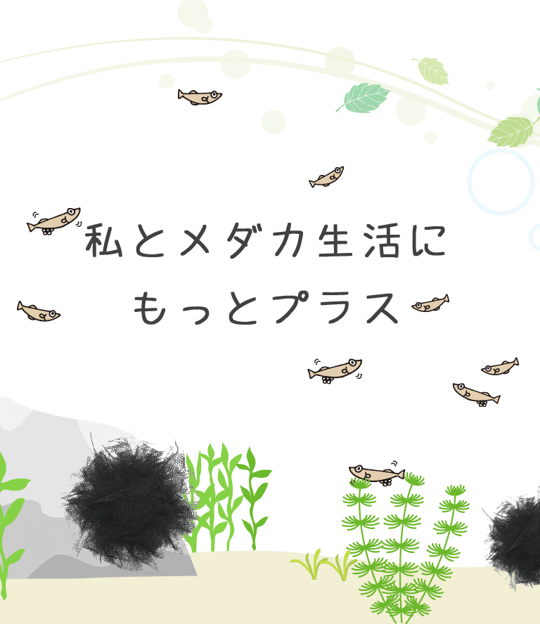 ミプラス