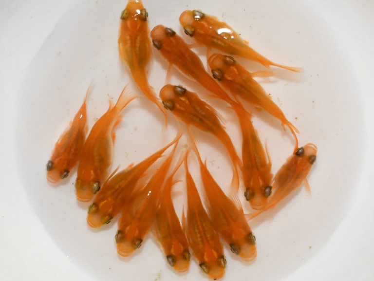 メダカについて知っておくべきことすべて